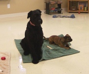 Dog training classes: Little do we know.